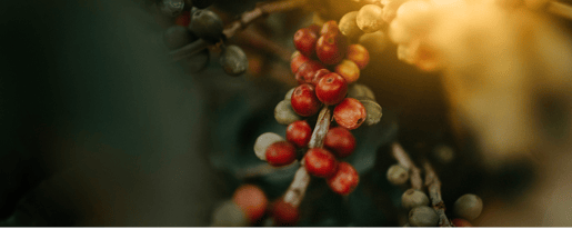 janko ferlic coffee mastery